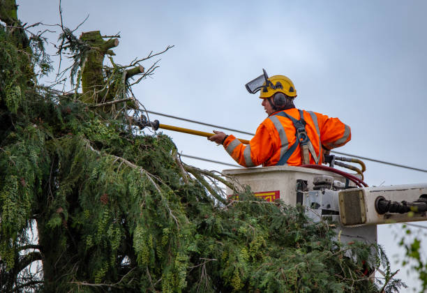 How Our Tree Care Process Works  in  Worthington, KY