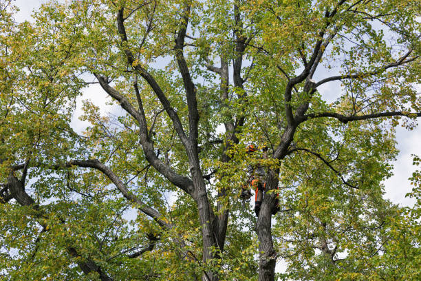 Trusted Worthington, KY Tree Care Experts